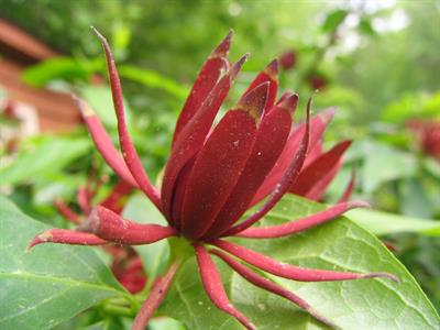 Calycanthus floridus